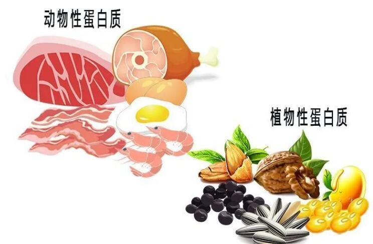 ?特殊醫(yī)學(xué)用途配方食品中的蛋白質(zhì)種類與來源